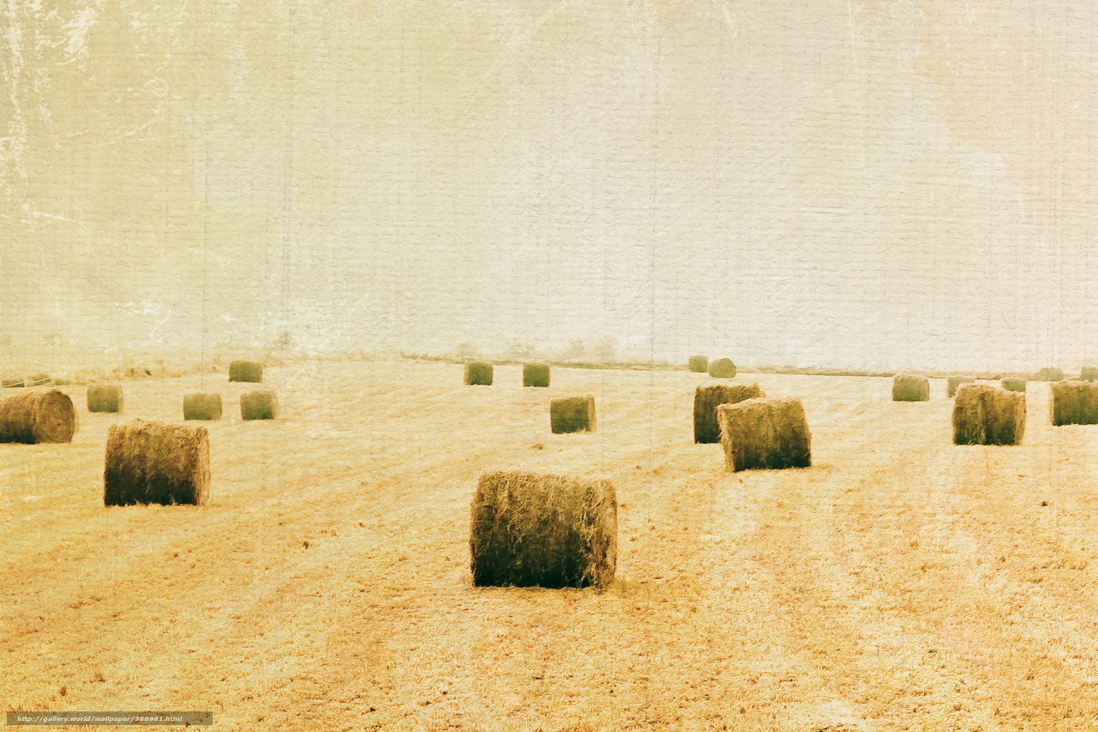 Hay bales in a field