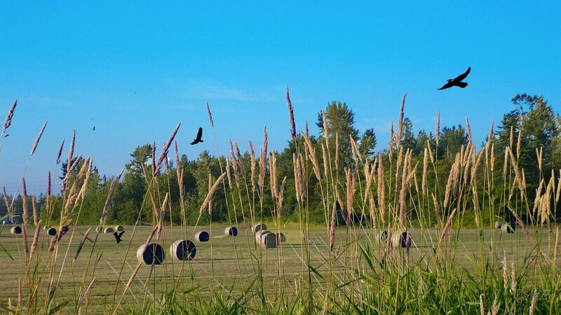 Hay bales in a field