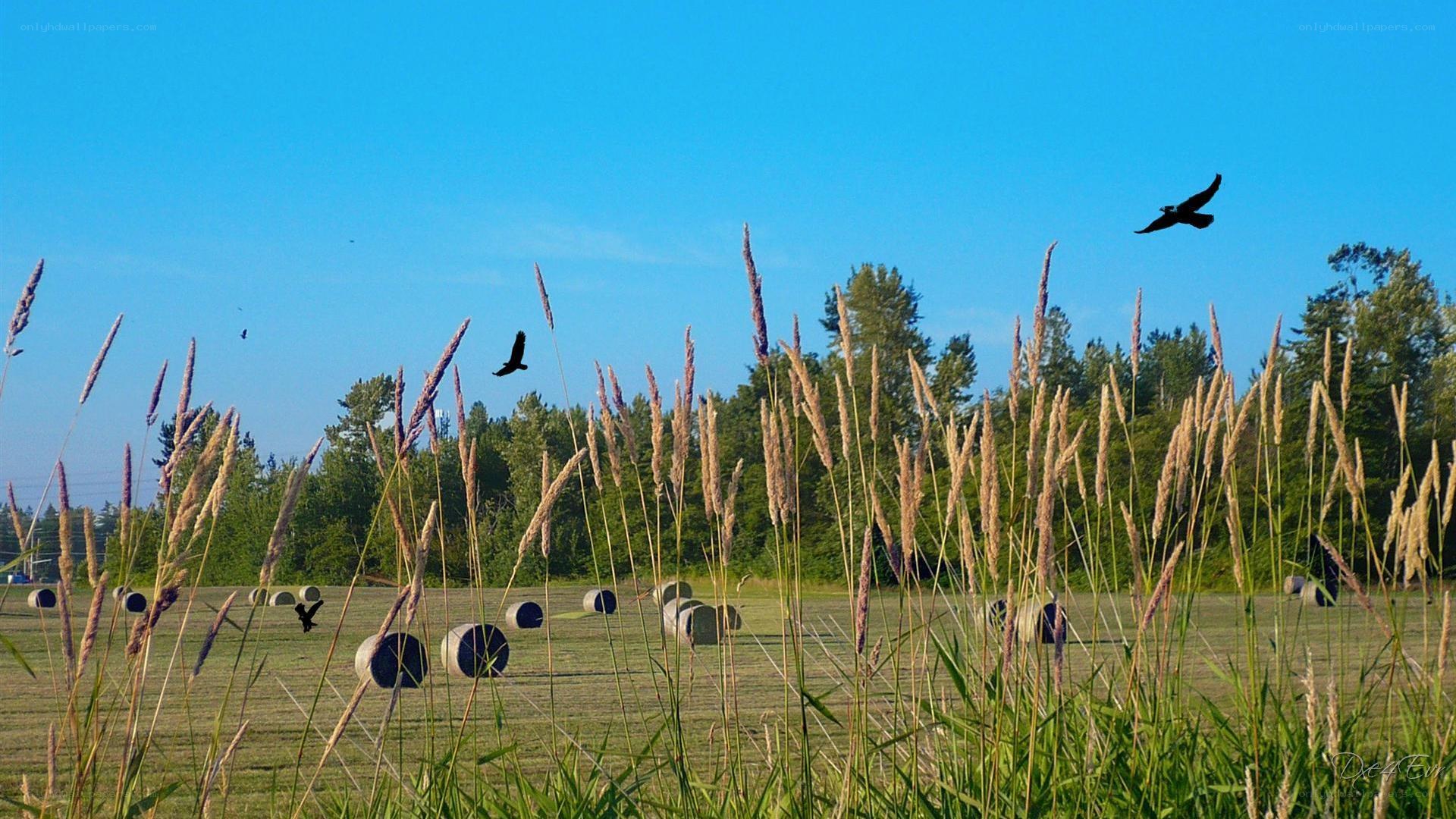Hay bales in a field