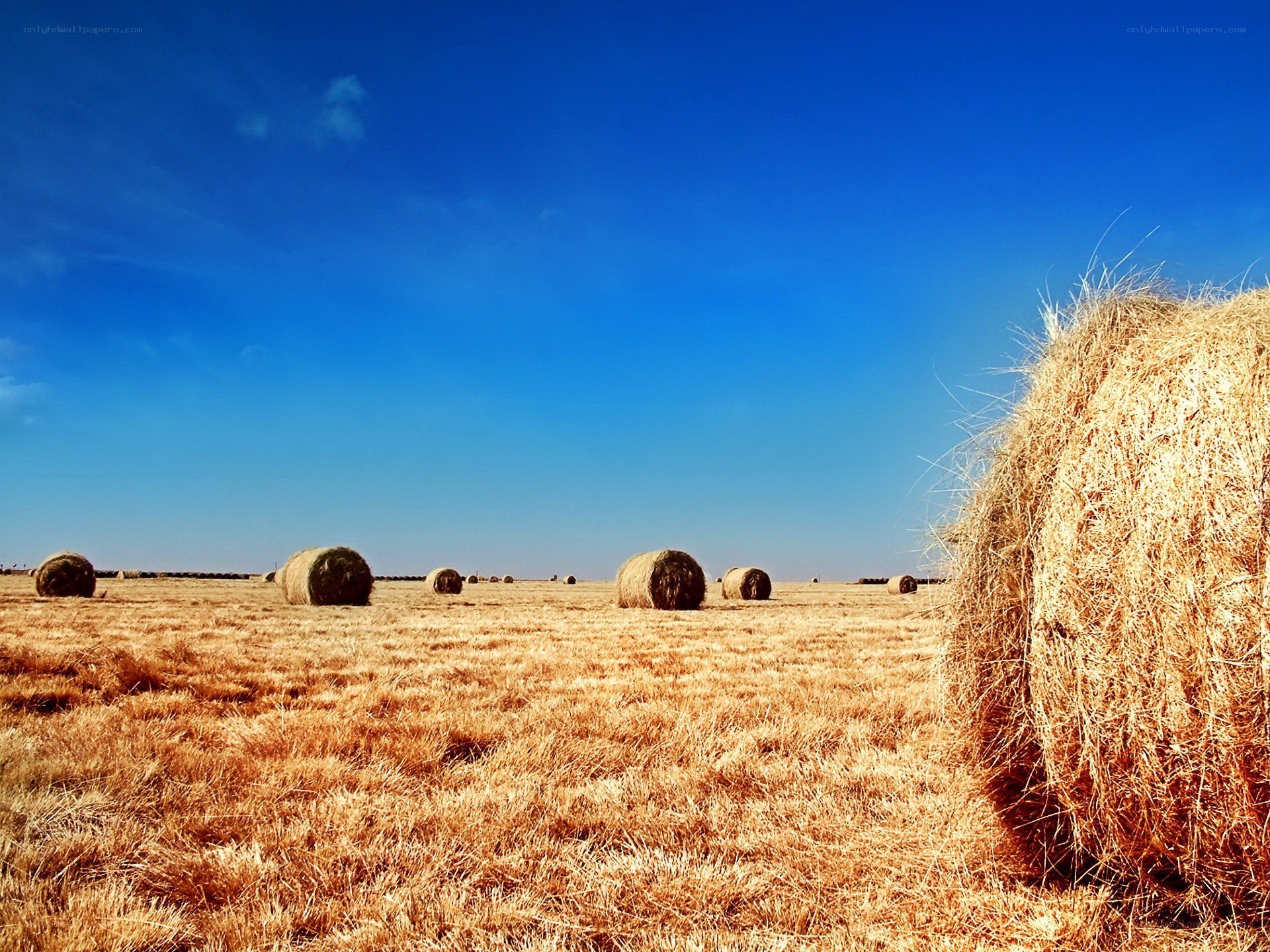 Hay bales in a field