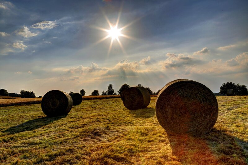 Hay bales in a field at sunset