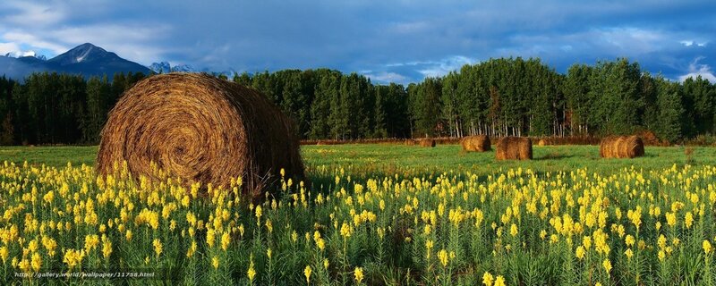 Hay bales in a field of yellow flowers