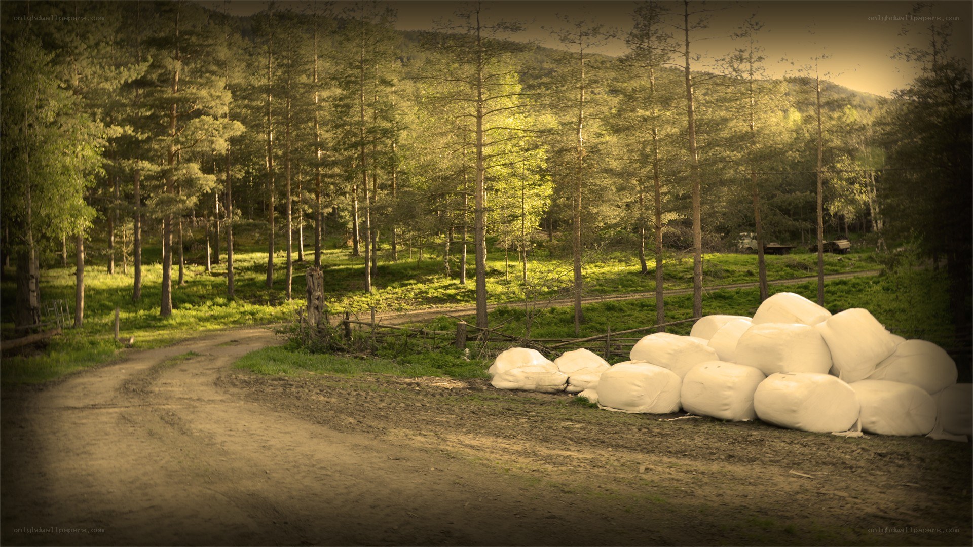 Hay bales in a forest clearing