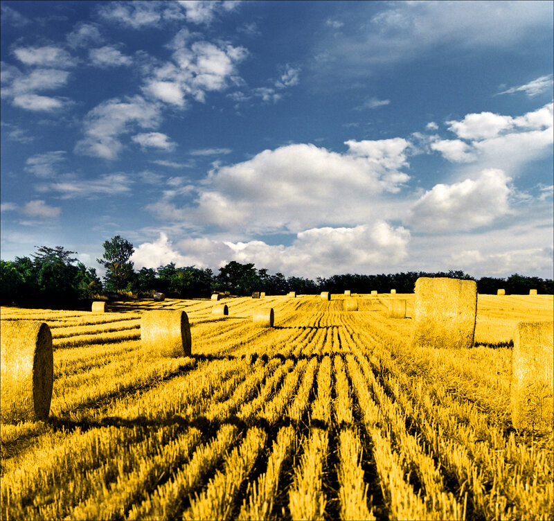 Hay bales in a golden field