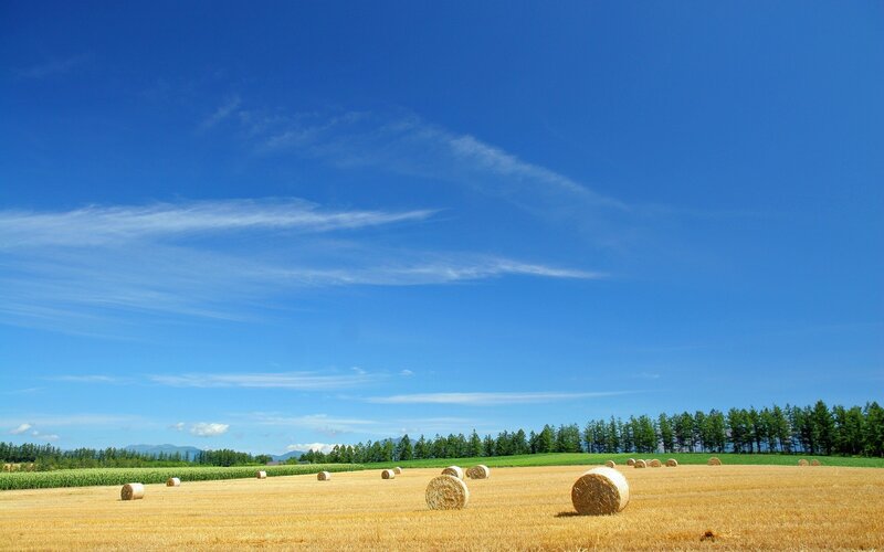 Hay bales in a golden field