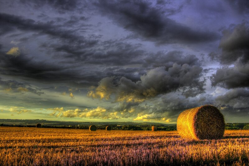Hay bales in a golden field