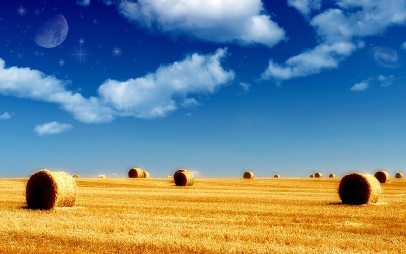 Hay bales in a golden field