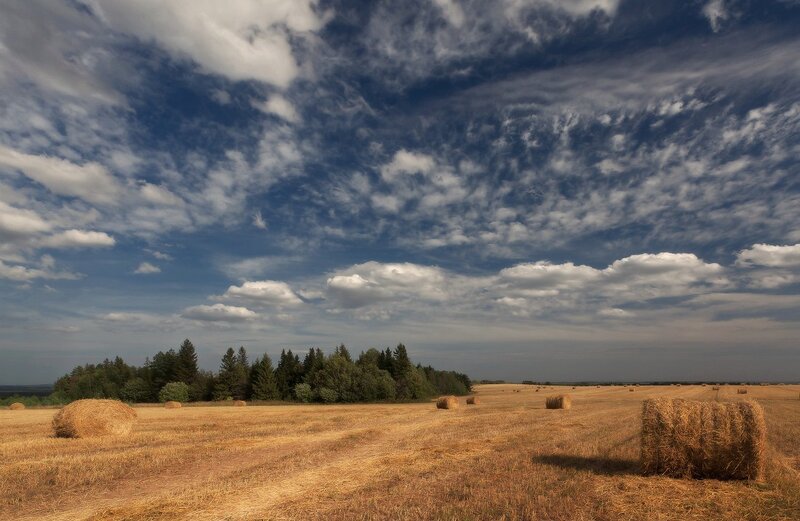Hay bales in a golden field
