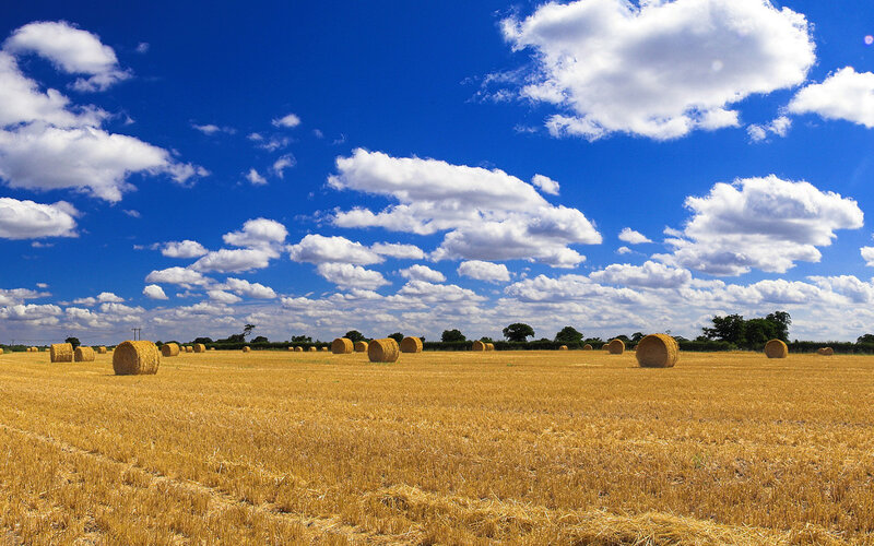 Hay bales in a golden field