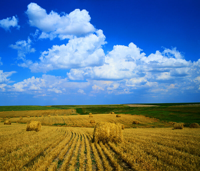 Hay bales in a golden field