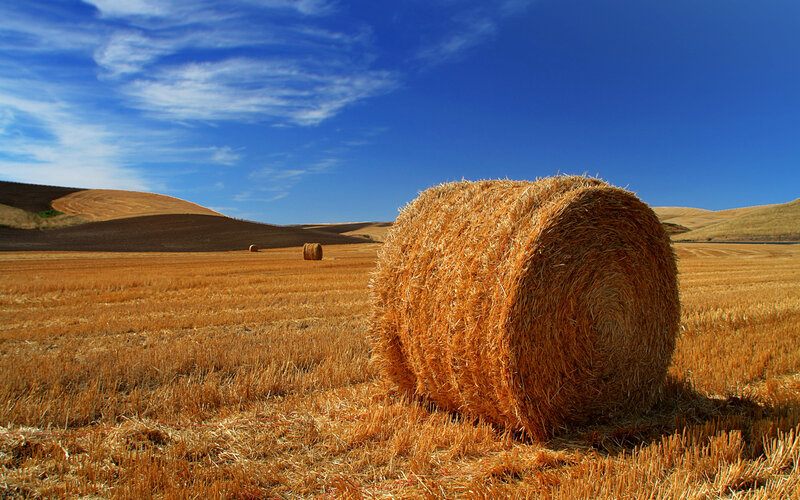 Hay bales in a golden field