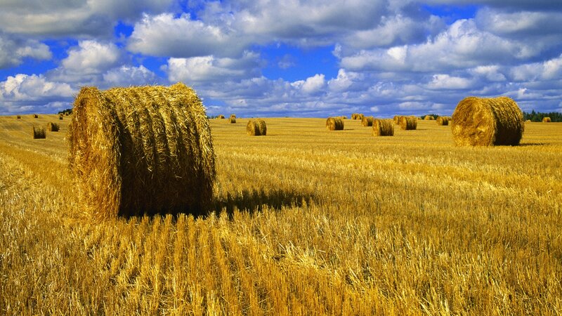 Hay bales in a golden field