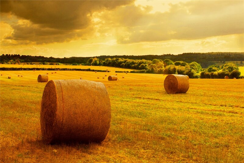 Hay bales in a golden field