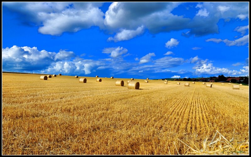 Hay bales in a golden field