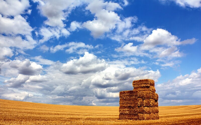 Hay bales in a golden field