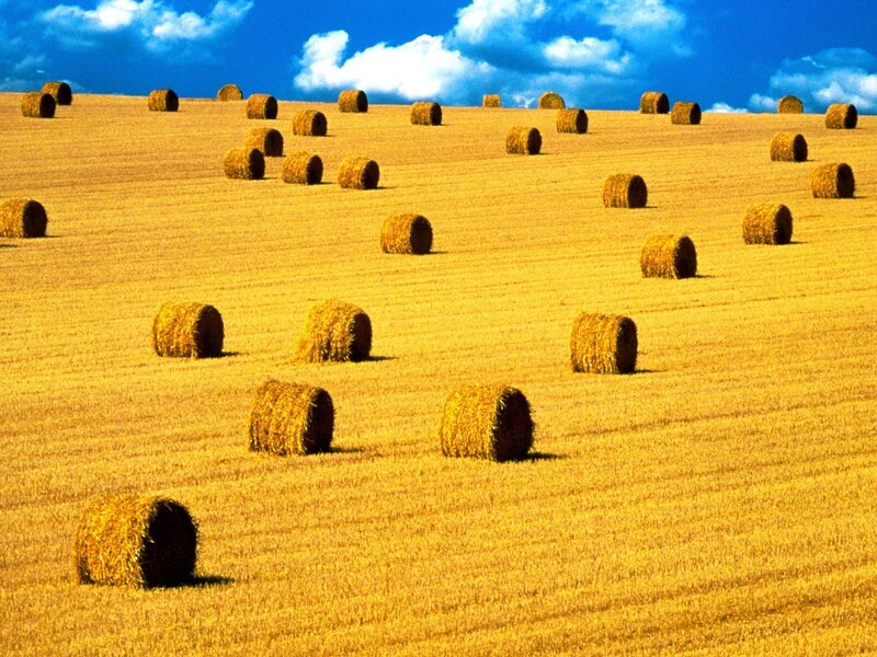 Hay bales in a golden field