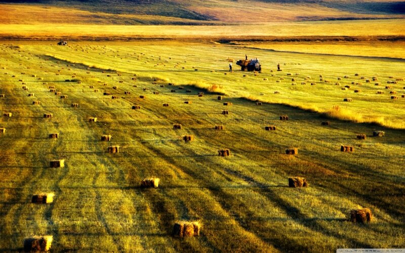 Hay bales in a golden field