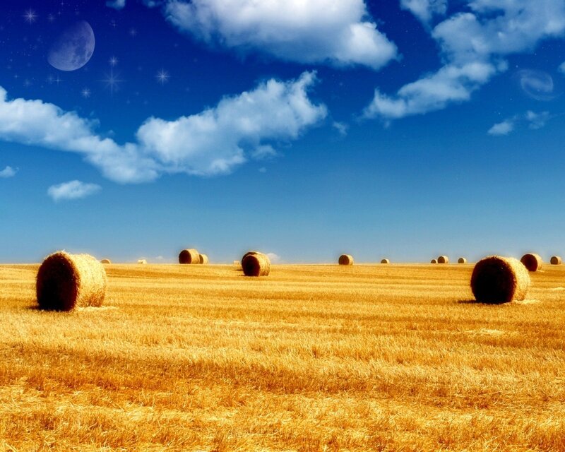Hay bales in a golden field