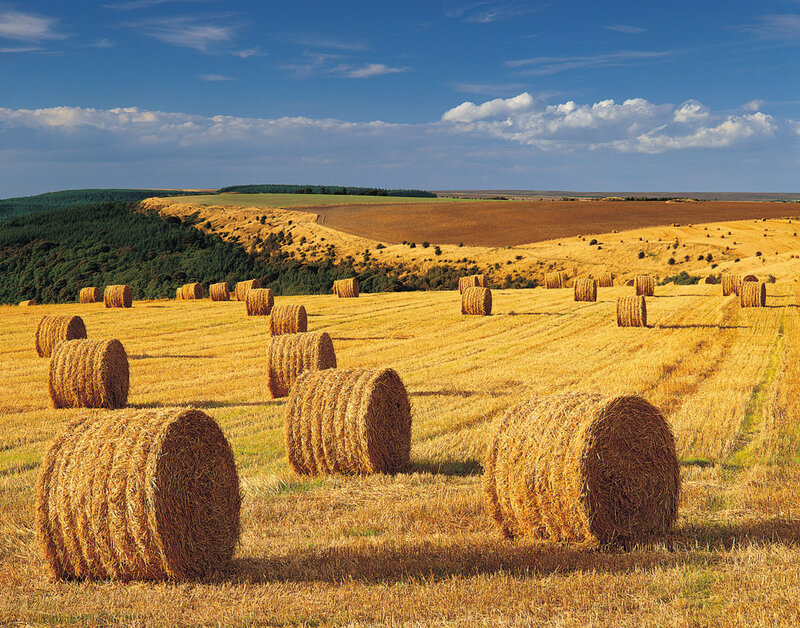 Hay bales in a golden field