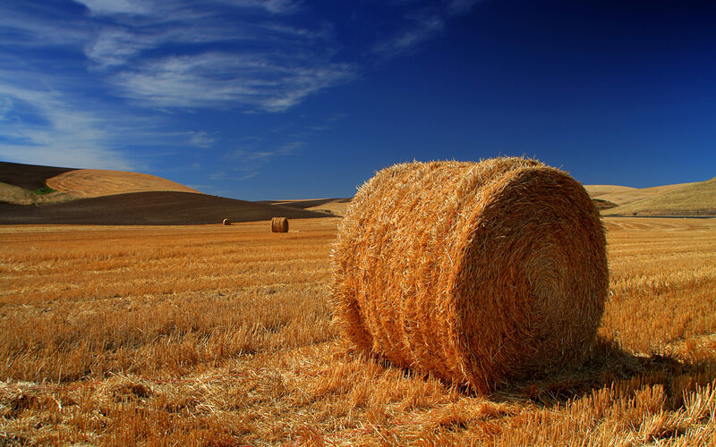 Hay bales in a golden field