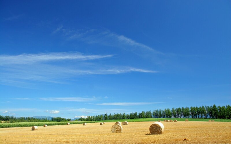 Hay bales in a golden field