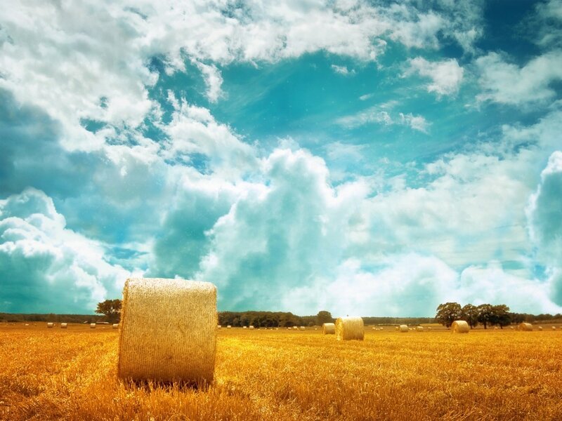 Hay bales in a golden field