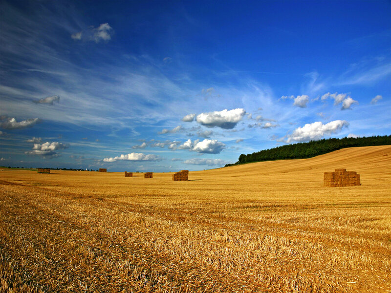 Hay bales in a golden field