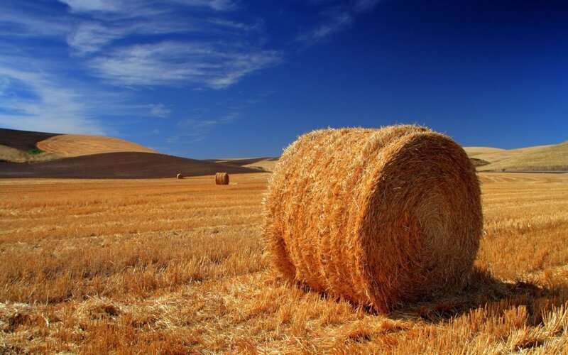 Hay bales in a golden field