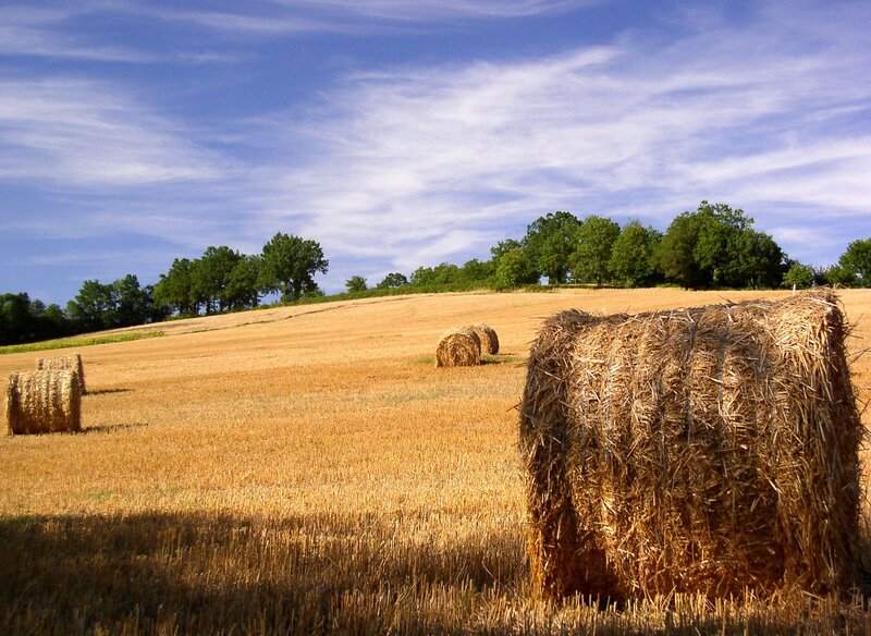 Hay bales in a golden field
