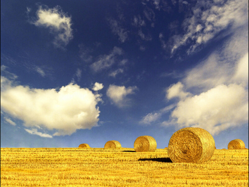 Hay bales in a golden field
