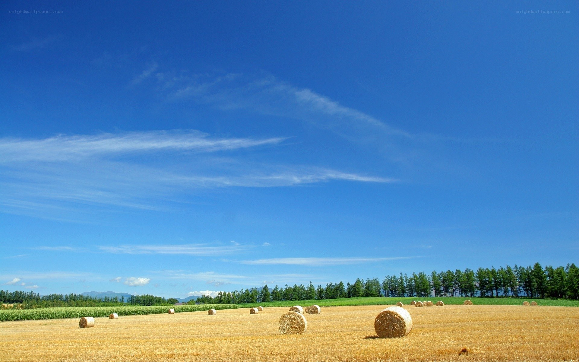 Hay bales in a golden field