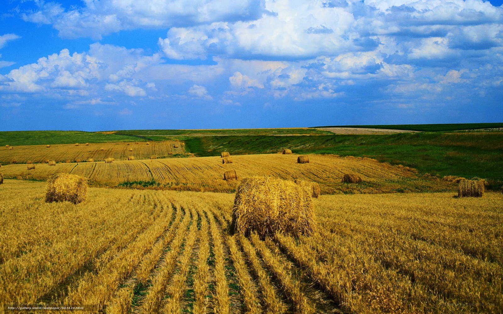Hay bales in a golden field