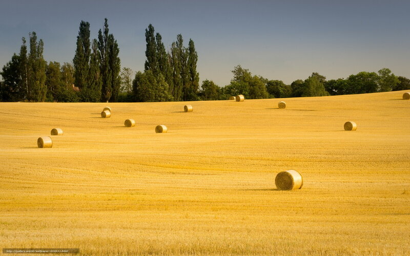 Hay bales in a golden field