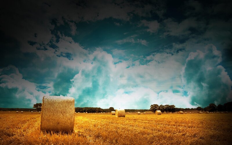 Hay bales in a golden field