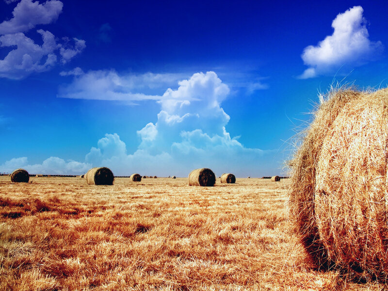 Hay bales in a golden field