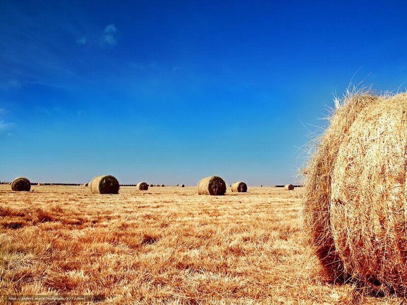 Hay bales in a golden field