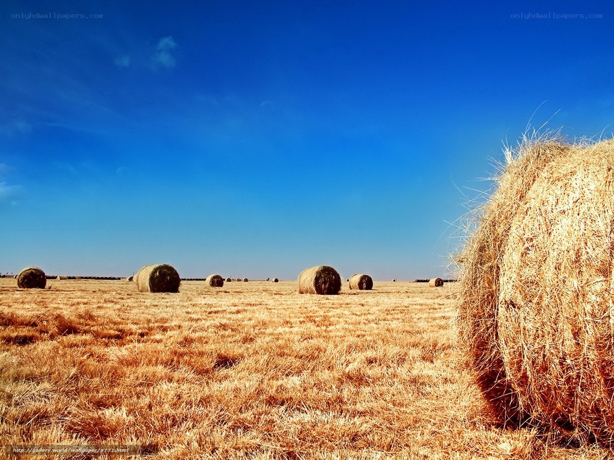 Hay bales in a golden field
