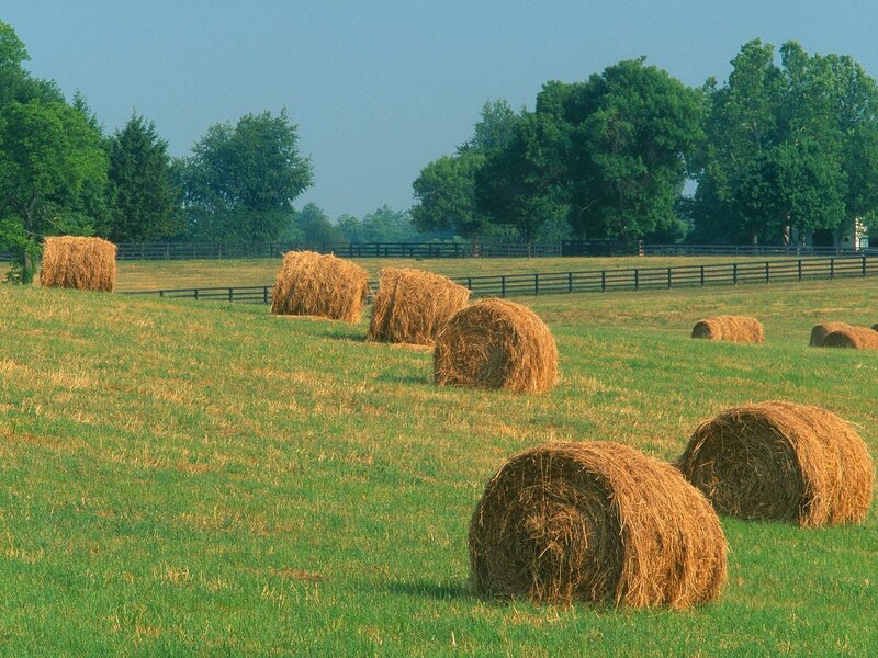 Hay bales in a green field