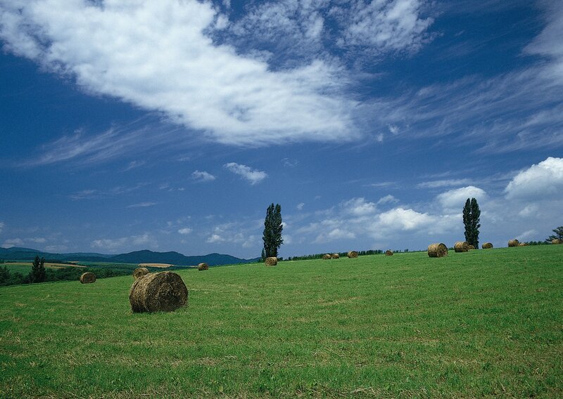 Hay bales in a green field