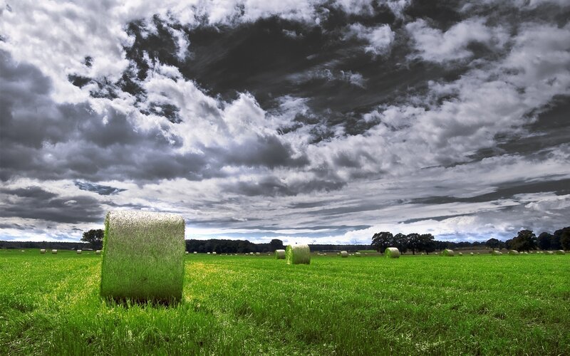Hay bales in a green field