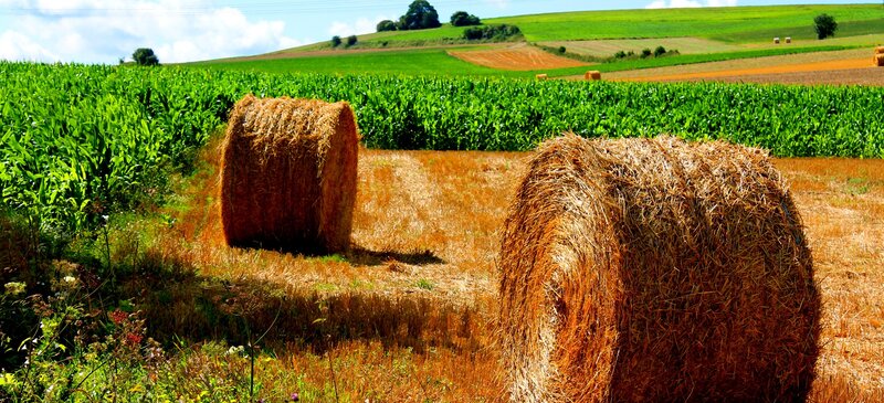 Hay bales in a green field
