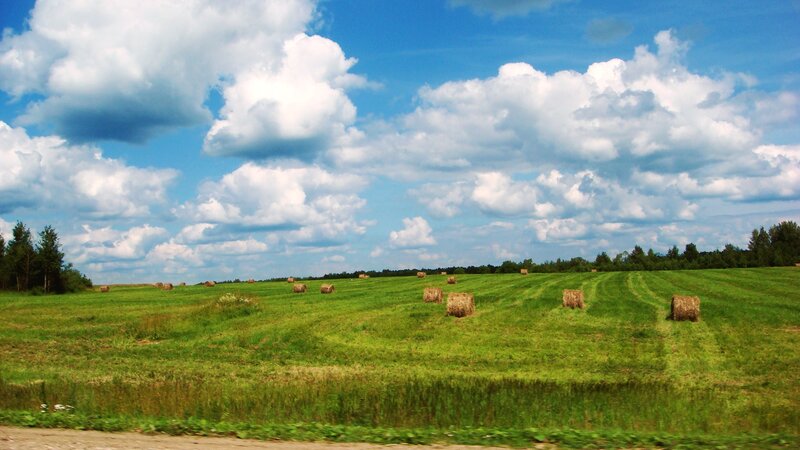 Hay bales in a green field