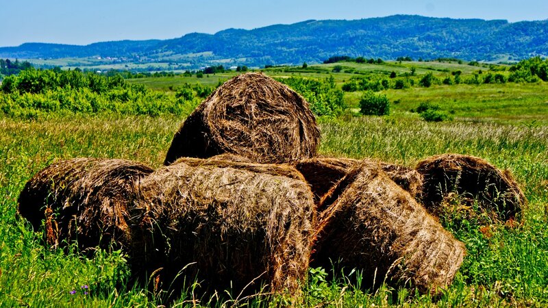 Hay bales in a green field