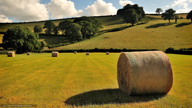 Hay bales in a green field