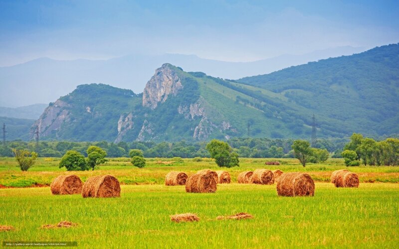Hay bales in a green field
