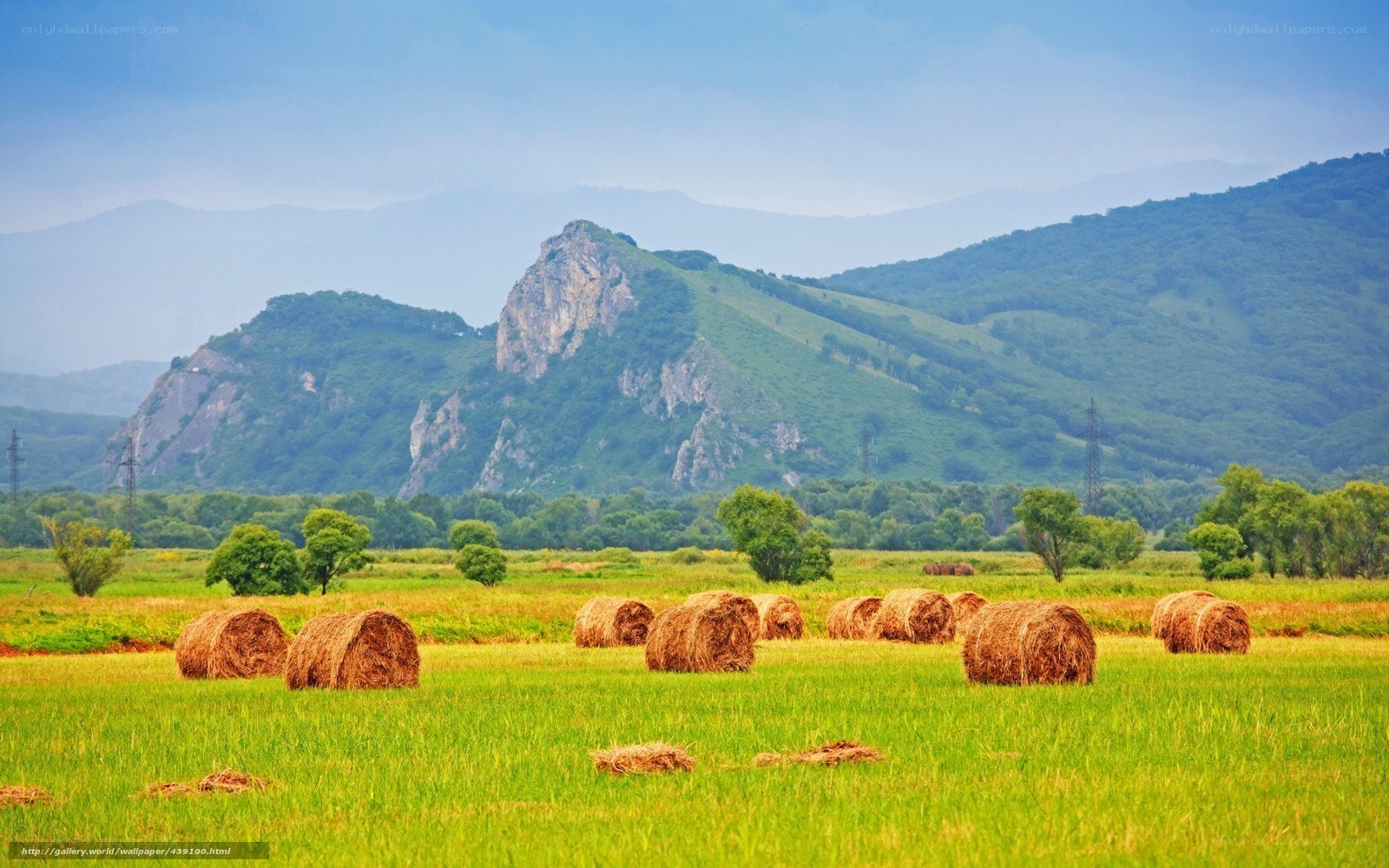 Hay bales in a green field