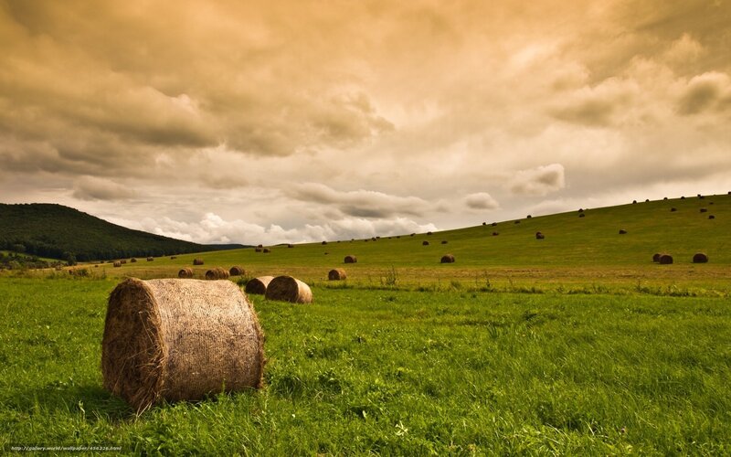 Hay bales in a green field