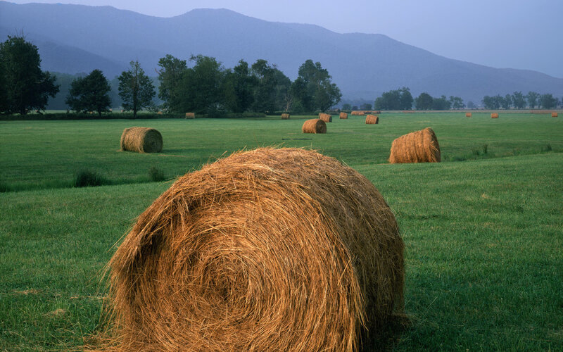 Hay bales in a green field