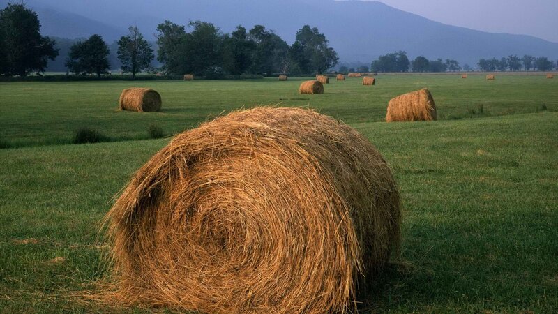 Hay bales in a green field
