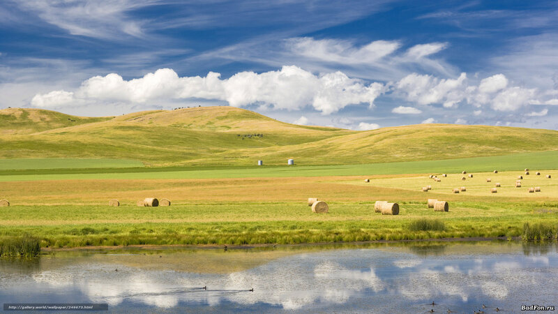 Hay bales in a green field